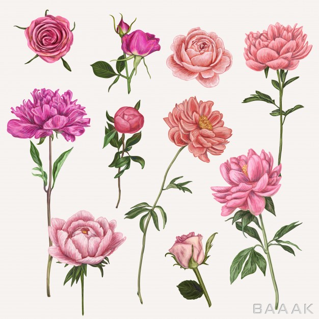 مجموعه-تصاویر-گل‌های-رنگارنگ-با-طرح-دستی_225526552