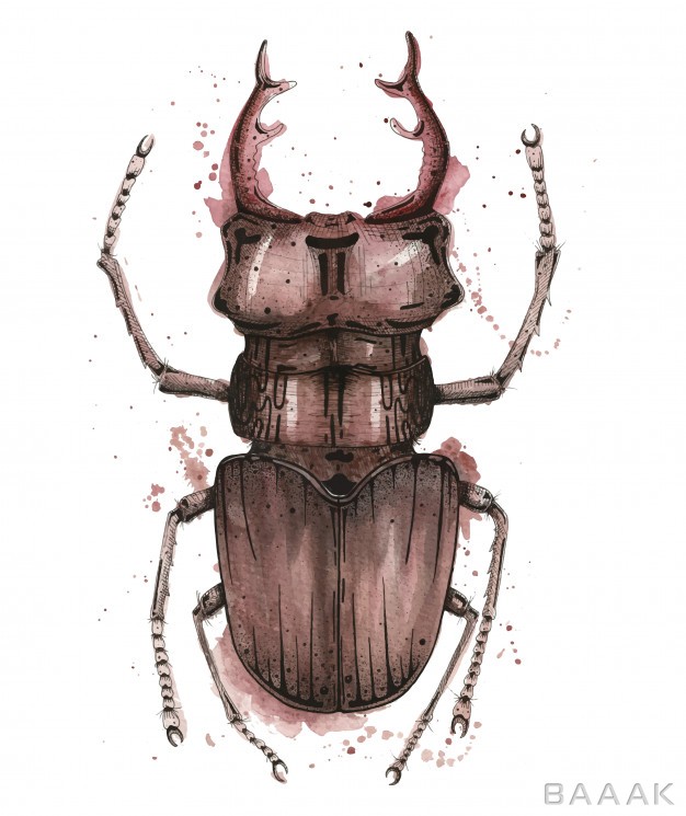 پس-زمینه-جذاب-و-مدرن-Watercolor-illustration-with-bug-deer-white-background-splashes_705936614