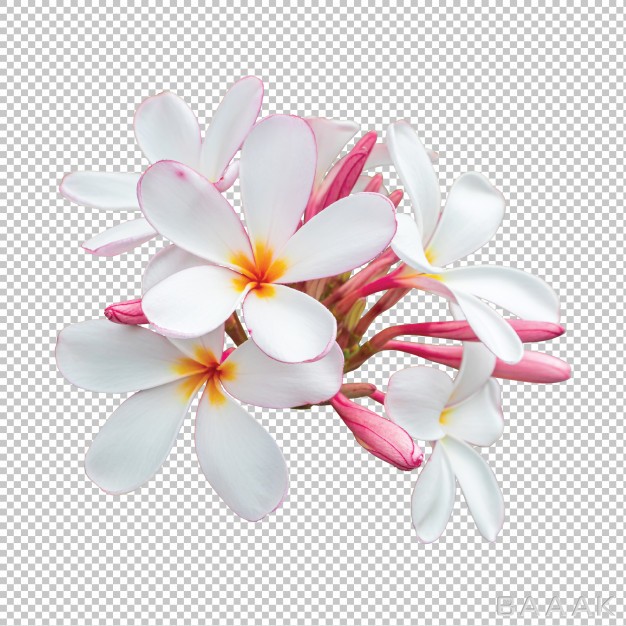 تصویر-گل‌های-صورتی-و-سفید-رنگ-بدون-پس-زمینه_729959956