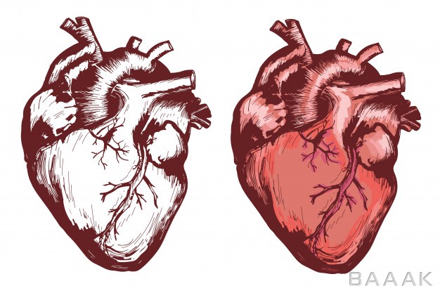 تصویر-قلب-انسان-به-صورت-مدادی-و-زیبا_873258743