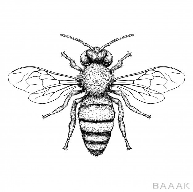 پس-زمینه-مدرن-Honey-bee-engraving-illustration-white-background_938240911