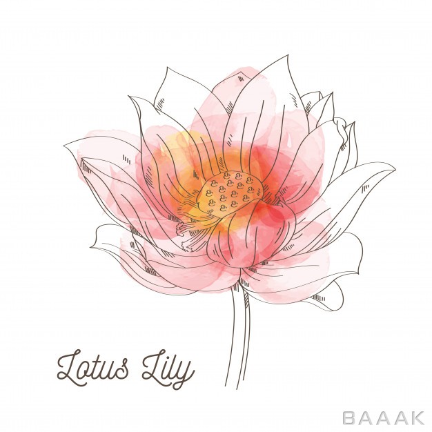 پس-زمینه-پرکاربرد-Lotus-lily-flower-illustration-white-background_804553161