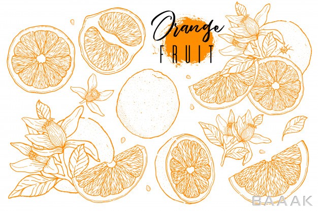 مجموعه-نقاشی-میوه-پرتقال_412962937