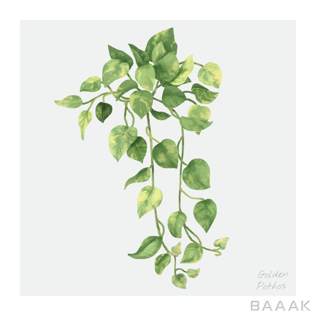 پس-زمینه-خاص-و-مدرن-Golden-pothos-leaf-isolated-white-background_383067386