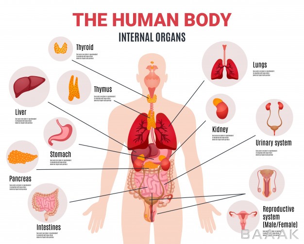 اینفوگرافیک-فوق-العاده-Human-internal-organs-infographic-poster_6168813