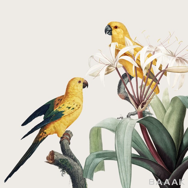 پس-زمینه-زیبا-و-جذاب-Macaw-tropical-illustration_411861657