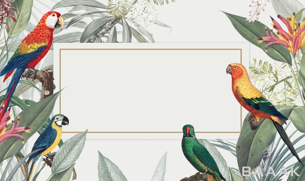 موکاپ-مدرن-و-خلاقانه-Macaw-tropical-mockup-illustration_623223881