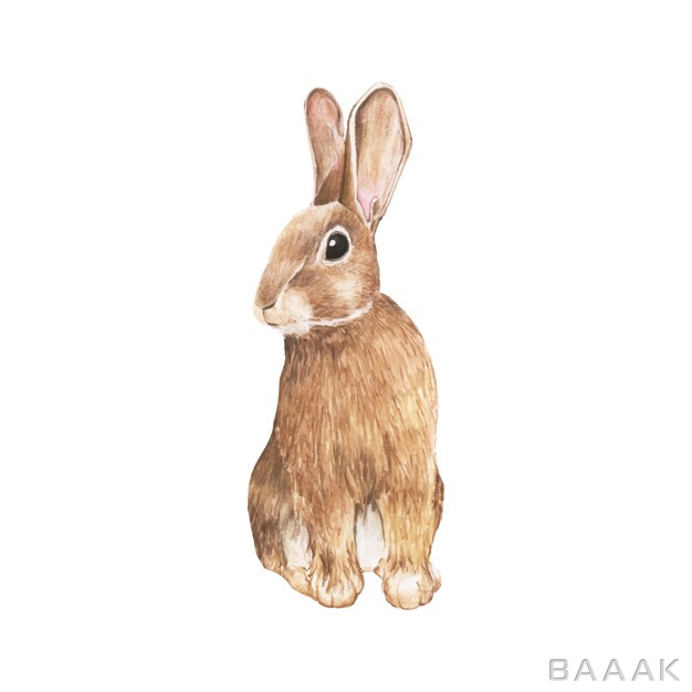 پس-زمینه-جذاب-Hand-drawn-rabbit-isolated-white-background_907658133