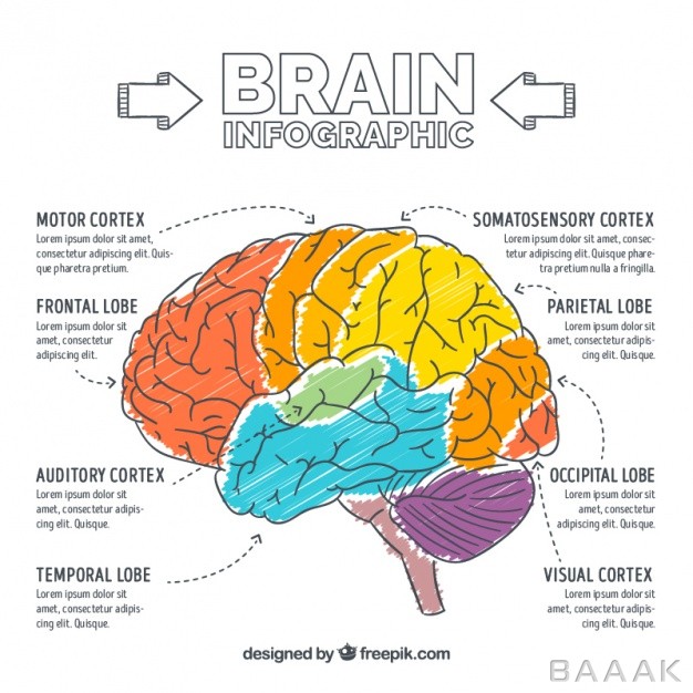 اینفوگرافیک-خاص-و-خلاقانه-Hand-painted-brain-infographic_1052726