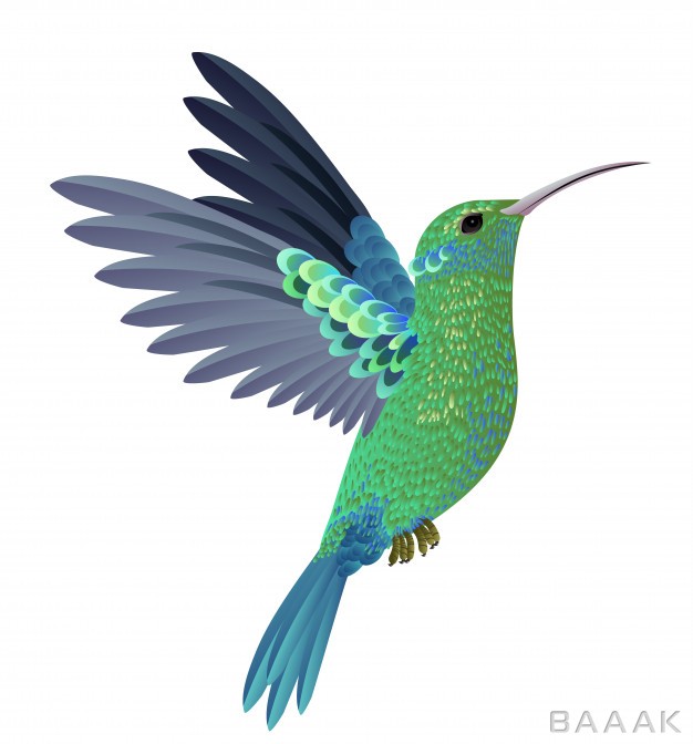 بروشور-جذاب-Beautiful-flying-hummingbird-design-element-banners-posters-leaflets-brochures_2553293