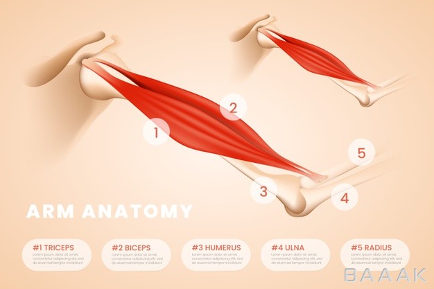 اینفوگرافیک-زیبا-Medical-infographic-template-arm-anatomy_770685105