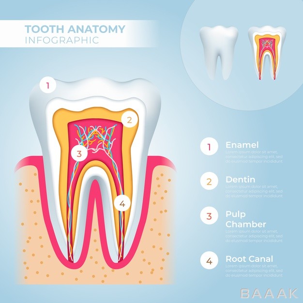 اینفوگرافیک-فوق-العاده-Medical-infographic-template-tooth-anatomy_7089210
