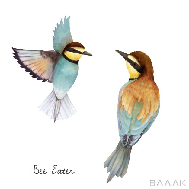 پس-زمینه-خاص-و-مدرن-Illustration-bee-eater-bird-isolated-white-background_885545565