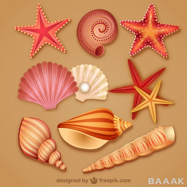 آیکون-مدرن-و-خلاقانه-Modern-lovely-seashell-icon_337833432