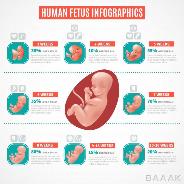 اینفوگرافیک-پرکاربرد-Human-fetus-infographics_4279325