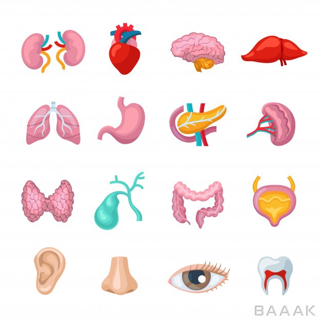 آیکون-مدرن-Human-organs-flat-icons-set_676103196
