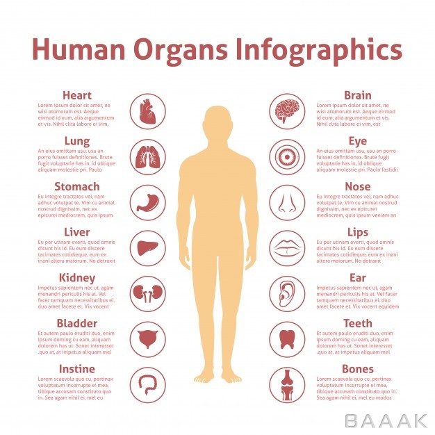 اینفوگرافیک-جذاب-Human-organs-icons-with-male-figure-infographics-set-vector-illustration_1159240