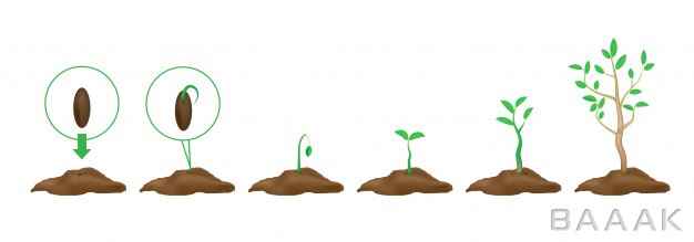 اینفوگرافیک-خاص-Infographics-planting-plants-stages-growth-green-shoots-with-leaves-ground-sprouted-seeds_4396737