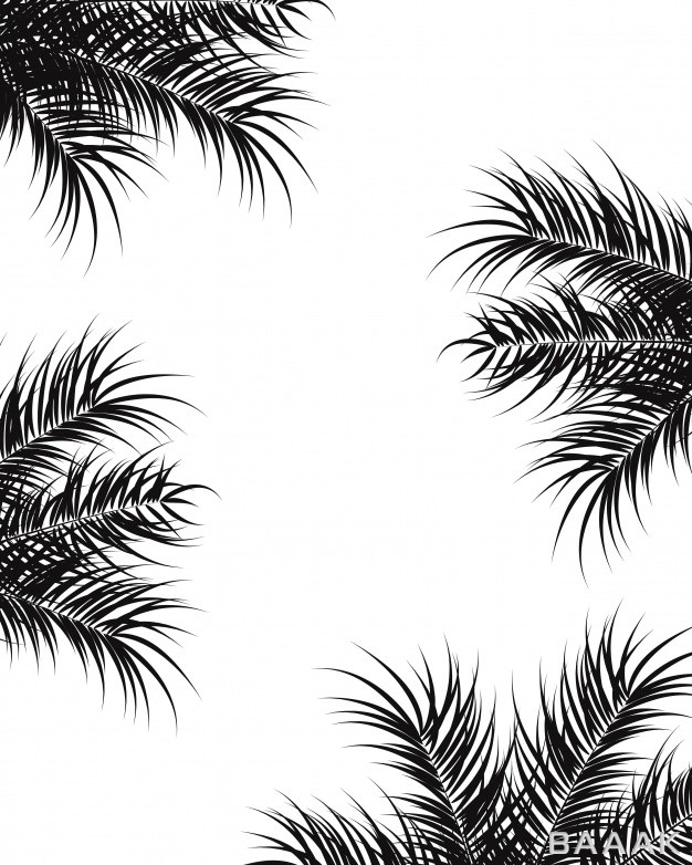 پس-زمینه-خلاقانه-Tropical-design-with-black-palm-leaves-plants-white-background_212087881