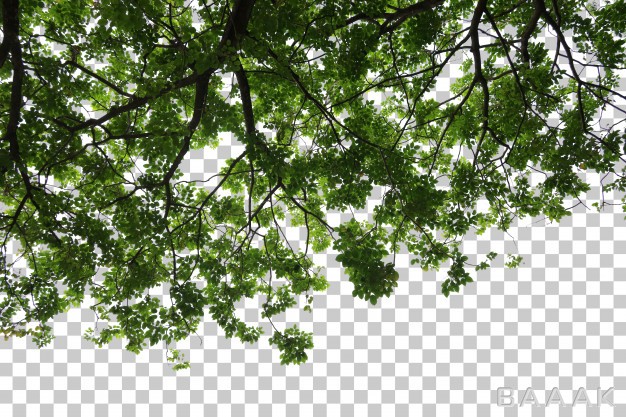 تصویر-زیبا-از-شاخه-های-درخت-از-پایین_661917720