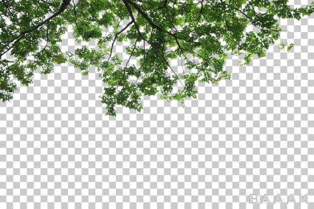 ایزومتریک-زیبا-از-شاخه-های-درخت_638177218