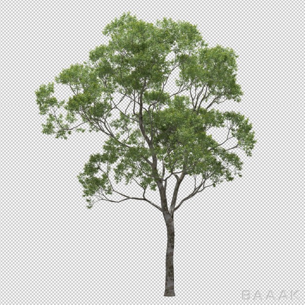 درخت-زیبا-و-سرسبز-ایزومتریک-حرفه-یا_150581100