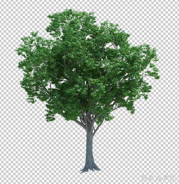 ایزومتریک-رئال-حرفه-ای-از-درخت-سرسبز_319121115