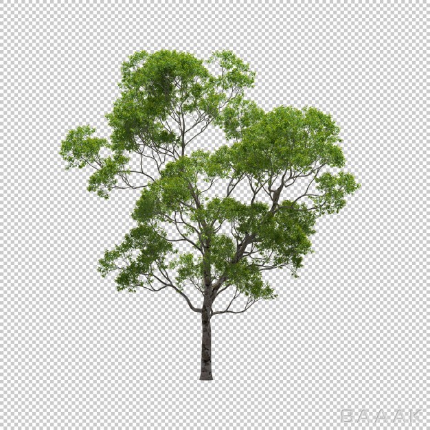 درخت-اوکالیپتوس-سه-بعدی-با-پس-زمینه-شطرنجی_836087689