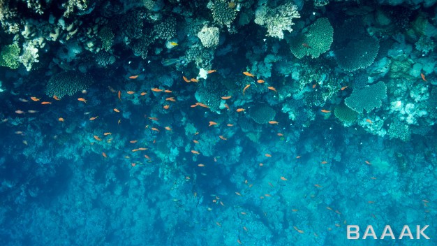 تصویر-زیر-آب-به-همراه-ماهی-و-صخره-های-دریایی_433346102