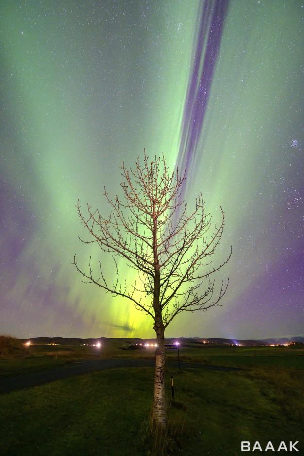 تصویر-درخت-در-شب-و-زیر-نور-سبز-رنگ-آسمان_468935794