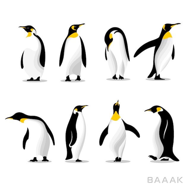 ست-ایلوستریشن-پنگوئن-های-مختلف_271619349